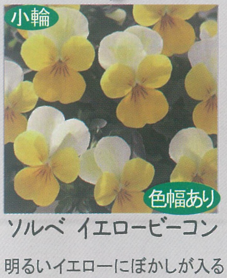 【先行予約商品】【産直】【送料1/2】ビオラ　ソルベ　イエロービーコン　3.5号24入